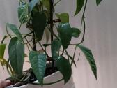 Filodendronai, epipremnum