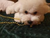 Kilmingi garbanotieji bišonai/ bichon frise - nuotraukos Nr. 22