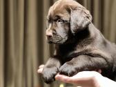Kilmingi labradoro retriveriai - nuotraukos Nr. 18