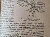Весна и осень в жизни растений (rusų k.) - nuotraukos Nr. 10