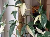 Syngonium Amerald Gem kolekcinis augalas.arba Alba - nuotraukos Nr. 5