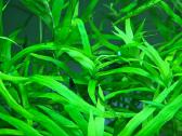 Neocaridina Blue dream mėlynos krevetės - nuotraukos Nr. 3
