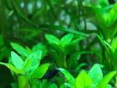 Neocaridina Blue dream mėlynos krevetės - nuotraukos Nr. 4