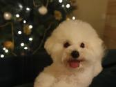 Kilmingi garbanotieji bišonai/ bichon frise - nuotraukos Nr. 21