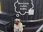 Kubilo nuoma! Kaunas, Kauno raj.