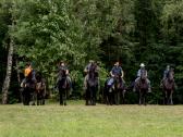 Fryzu zirgai - friesian horses for sale - nuotraukos Nr. 5