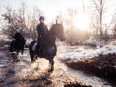 Fryzu zirgai - friesian horses for sale - nuotraukos Nr. 9