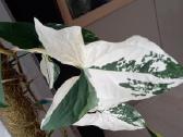 Syngonium Amerald Gem kolekcinis augalas.arba Alba - nuotraukos Nr. 7