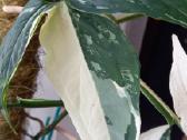 Syngonium Amerald Gem kolekcinis augalas.arba Alba - nuotraukos Nr. 8