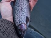 Ikrai,gintariniai, Vaivorykstiniai. Mailius, - nuotraukos Nr. 3