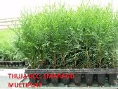 Tujos smaragd multipaletės 10-25cm 2 metai - nuotraukos Nr. 2