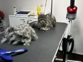Šuniukų grožio studija Kaune - nuotraukos Nr. 32