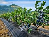 Agrotekstilė 99 g. šilauogėms, avietėms, braškėms - nuotraukos Nr. 2