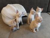 Tonkino kačiukai - nuotraukos Nr. 12