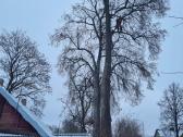 Medžių pjovimas-genėjimas-gyvatvorių karpymas - nuotraukos Nr. 14
