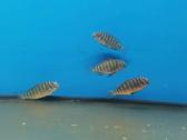 Tropheus Duboisi - nuotraukos Nr. 9