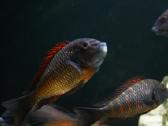 Tropheus Duboisi - nuotraukos Nr. 11