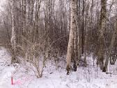 Apleistų sklypų tvarkymas, medžių pjovimas - nuotraukos Nr. 3