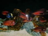 Tropheus Duboisi - nuotraukos Nr. 6