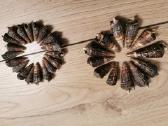 Jūros kriauklės Cerithidea nuo 2 iki 6 cm - nuotraukos Nr. 3
