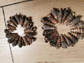 Jūros kriauklės Cerithidea nuo 2 iki 6 cm - nuotraukos Nr. 4