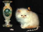 Katinas,kviecia Приглашает кошек Экзот и Перс - nuotraukos Nr. 8