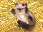 Katinas,kviecia Приглашает кошек Экзот и Перс - nuotraukos Nr. 12