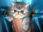 Katinas,kviecia Приглашает кошек Экзот и Перс - nuotraukos Nr. 14