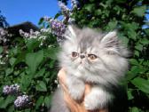 Katinas,kviecia Приглашает кошек Экзот и Перс - nuotraukos Nr. 16