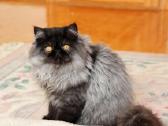 Katinas,kviecia Приглашает кошек Экзот и Перс - nuotraukos Nr. 22