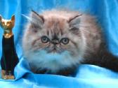 Katinas,kviecia Приглашает кошек Экзот и Перс - nuotraukos Nr. 23