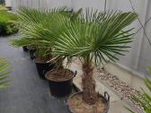 Palmes Trachycarpus exselsia fortune - nuotraukos Nr. 3
