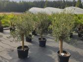 Palmes Trachycarpus exselsia fortune - nuotraukos Nr. 13
