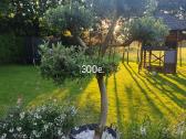Palmes Trachycarpus exselsia fortune - nuotraukos Nr. 14