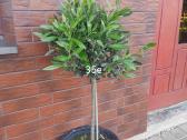 Palmes Trachycarpus exselsia fortune - nuotraukos Nr. 16