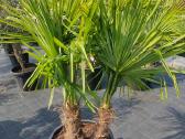 Palmes Trachycarpus exselsia fortune - nuotraukos Nr. 15