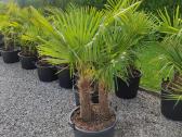 Palmes Trachycarpus exselsia fortune - nuotraukos Nr. 17