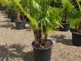 Palmes Trachycarpus exselsia fortune - nuotraukos Nr. 5