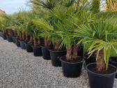 Palmes Trachycarpus exselsia fortune