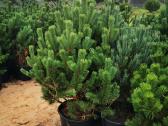 Kalninės pušis kalnapušes pušies bonsai Vilniuje - nuotraukos Nr. 2