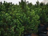 Kalninės pušis kalnapušes pušies bonsai Vilniuje - nuotraukos Nr. 3