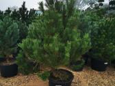 Kalninės pušis kalnapušes pušies bonsai Vilniuje - nuotraukos Nr. 4