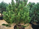 Kalninės pušis kalnapušes pušies bonsai Vilniuje - nuotraukos Nr. 6