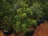 Kalninės pušis kalnapušes pušies bonsai Vilniuje - nuotraukos Nr. 7
