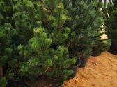 Kalninės pušis kalnapušes pušies bonsai Vilniuje - nuotraukos Nr. 8