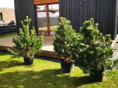 Kalninės pušis kalnapušes pušies bonsai Vilniuje - nuotraukos Nr. 9