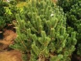 Kalninės pušis kalnapušes pušies bonsai Vilniuje - nuotraukos Nr. 10