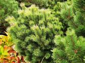Kalninės pušis kalnapušes pušies bonsai Vilniuje - nuotraukos Nr. 11