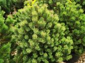 Kalninės pušis kalnapušes pušies bonsai Vilniuje - nuotraukos Nr. 12