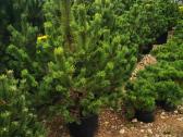 Kalninės pušis kalnapušes pušies bonsai Vilniuje - nuotraukos Nr. 13